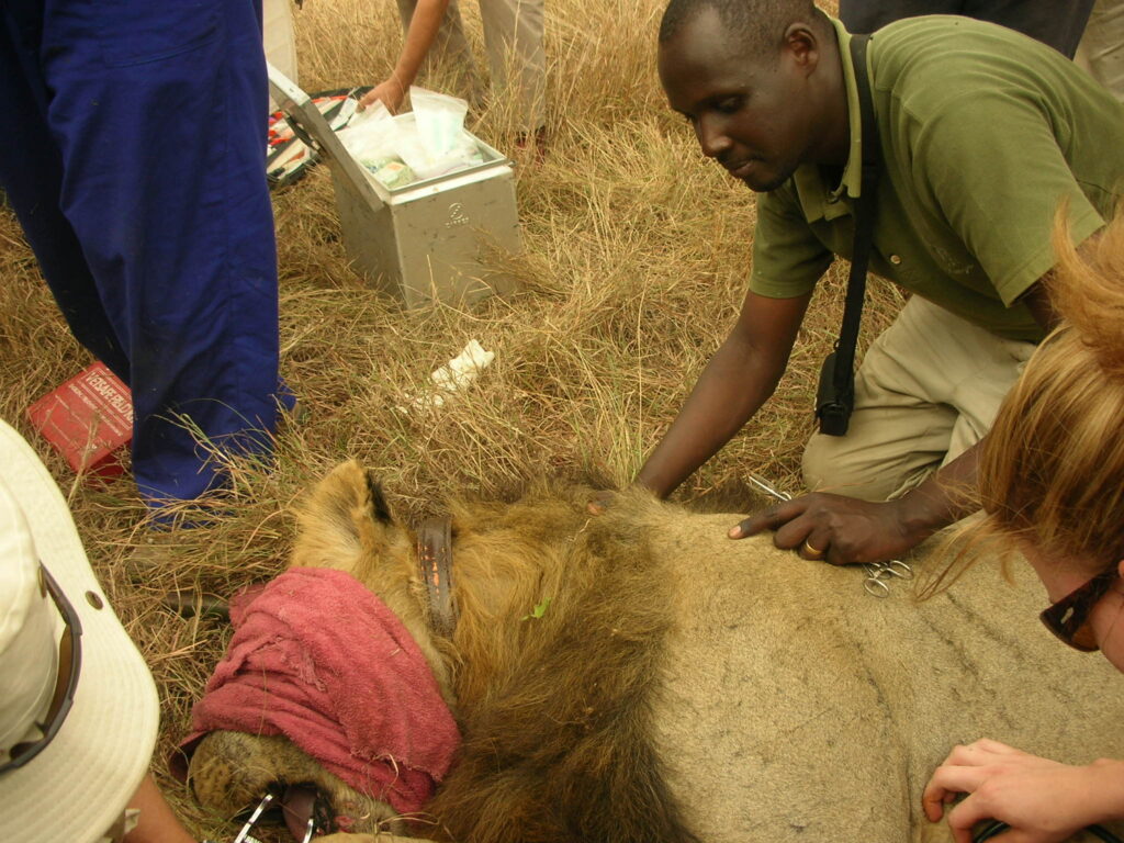 2016 WWD- Wildlife Animal, treating lion- JFKinani 2048x1536-002