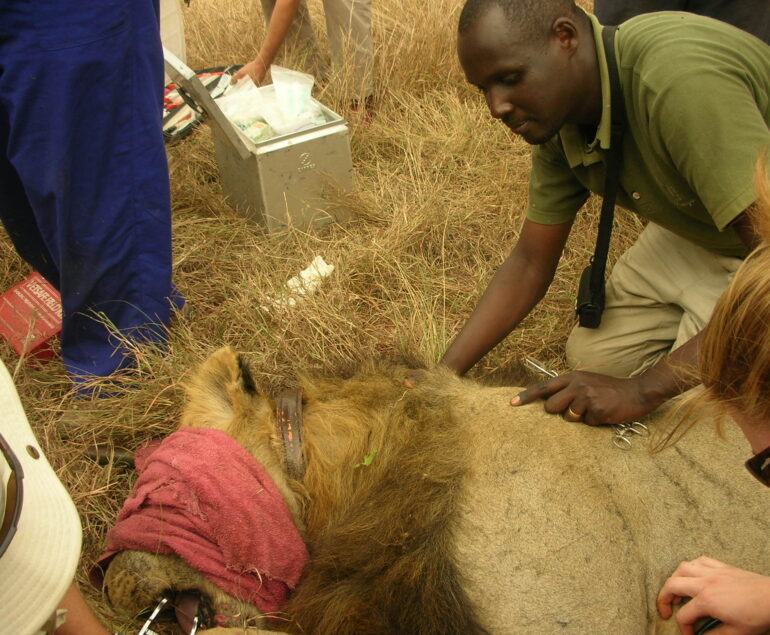 2016 WWD- Wildlife Animal, treating lion- JFKinani 2048x1536-002