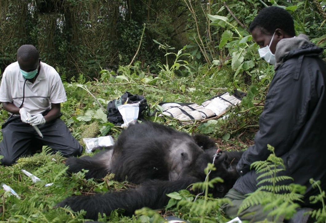 Gorilla diseases