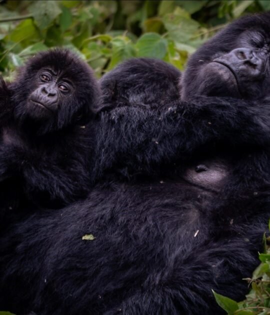 Technical Services gorilla pic 1 1
