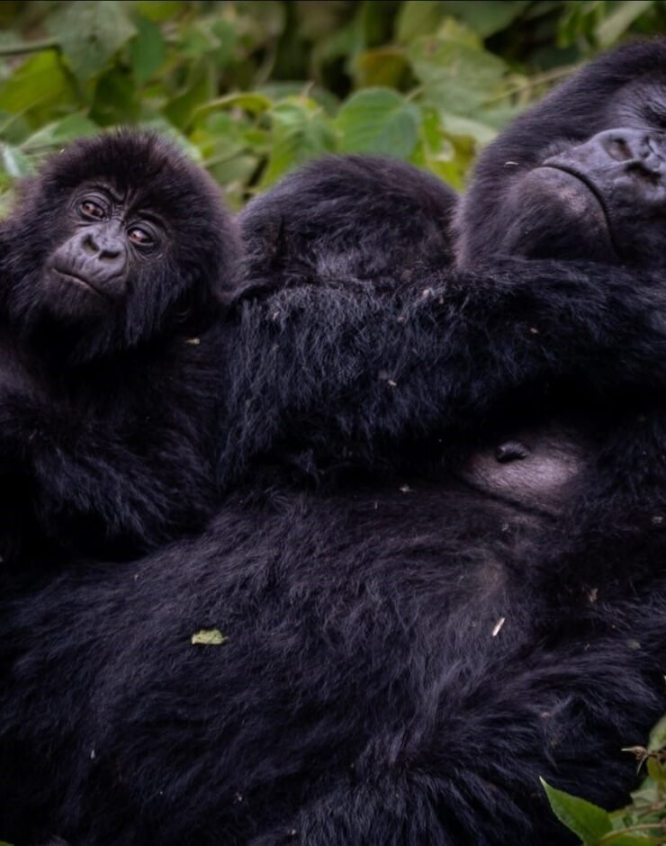 gorilla pic 1 1