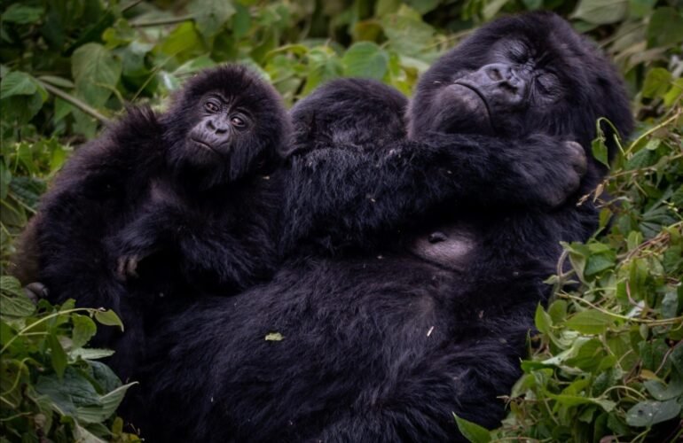gorilla pic 1 1