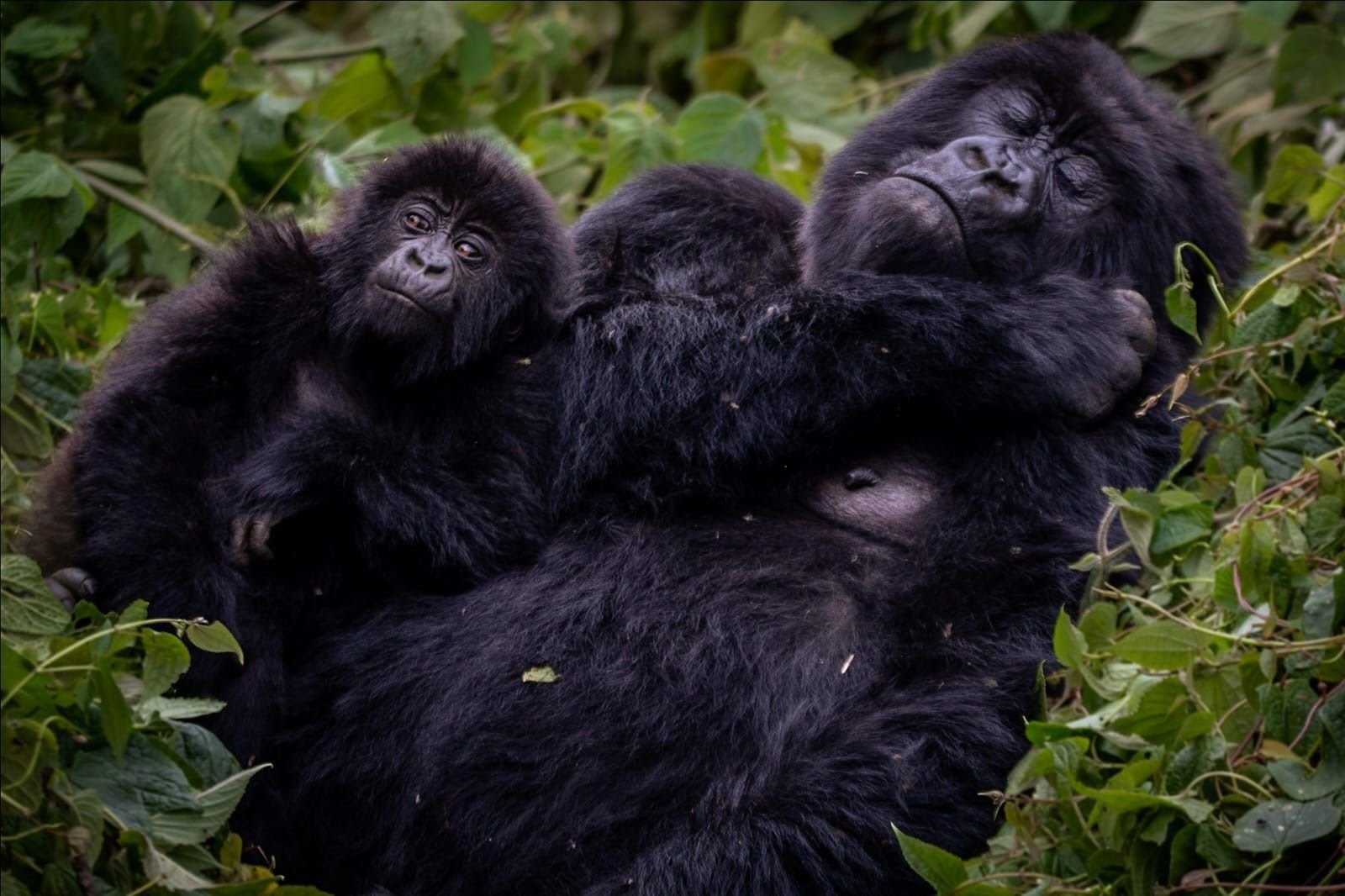 Technical Services gorilla pic 1 1