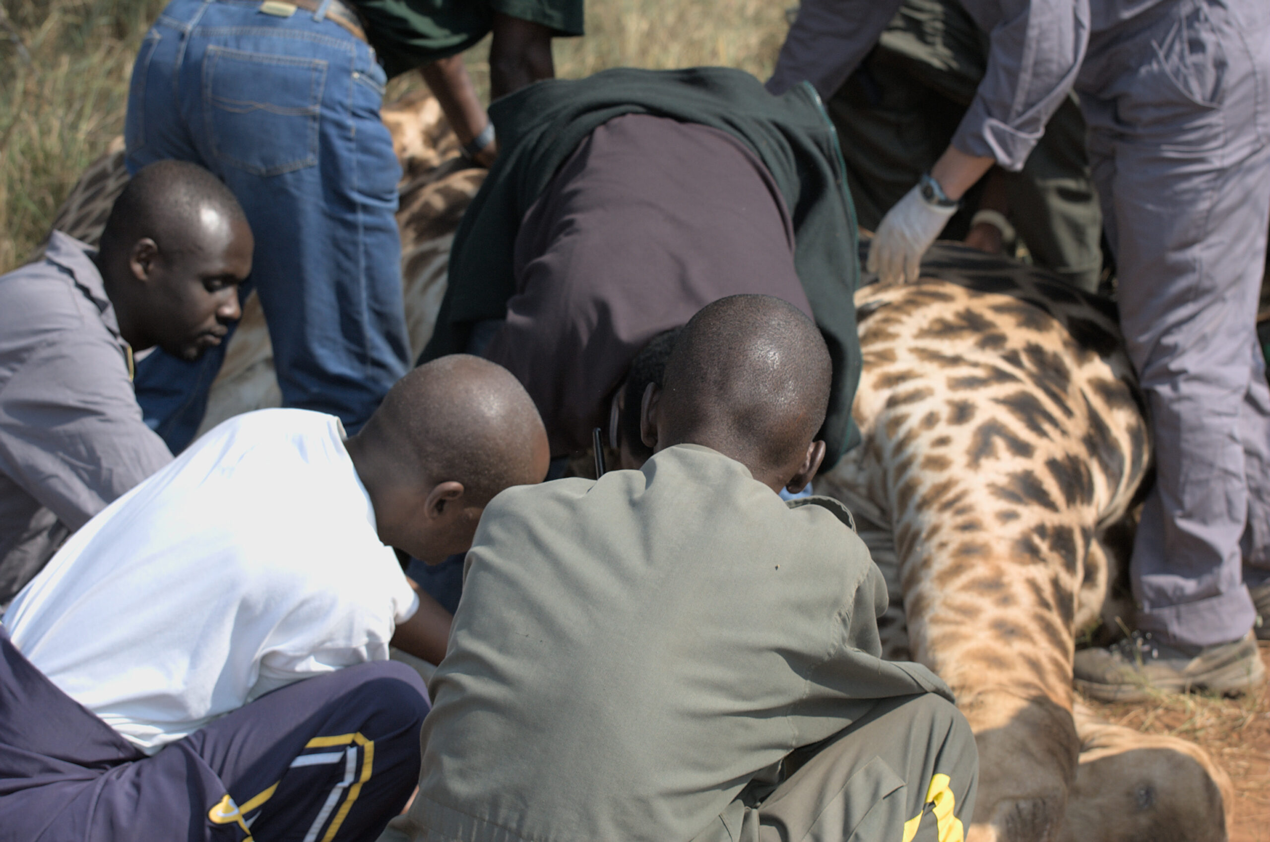 11Coordination-with-RDB-Dr-Antoine-Mudakikwa-Giraffe-in-Akagera