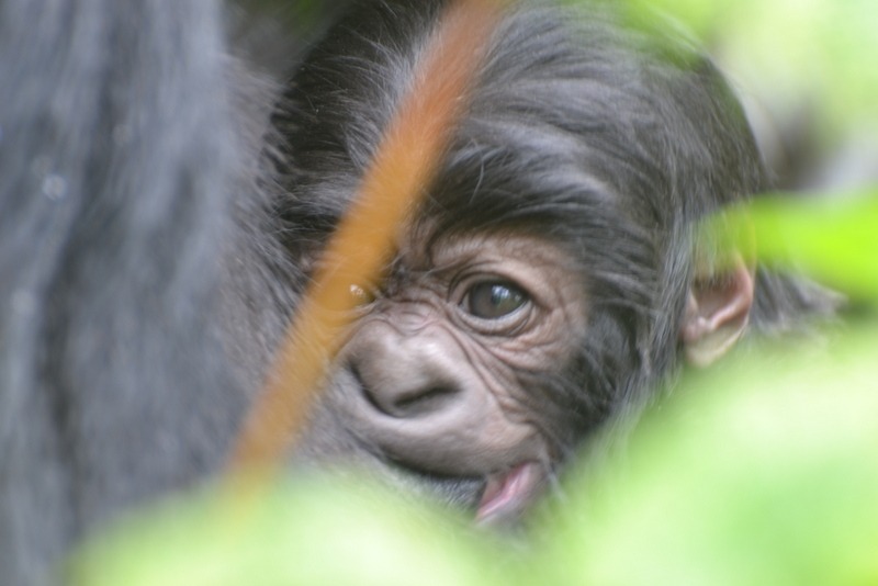 130418- Bukima baby ( 4 days old), Isabukuru group- JFKinani-002