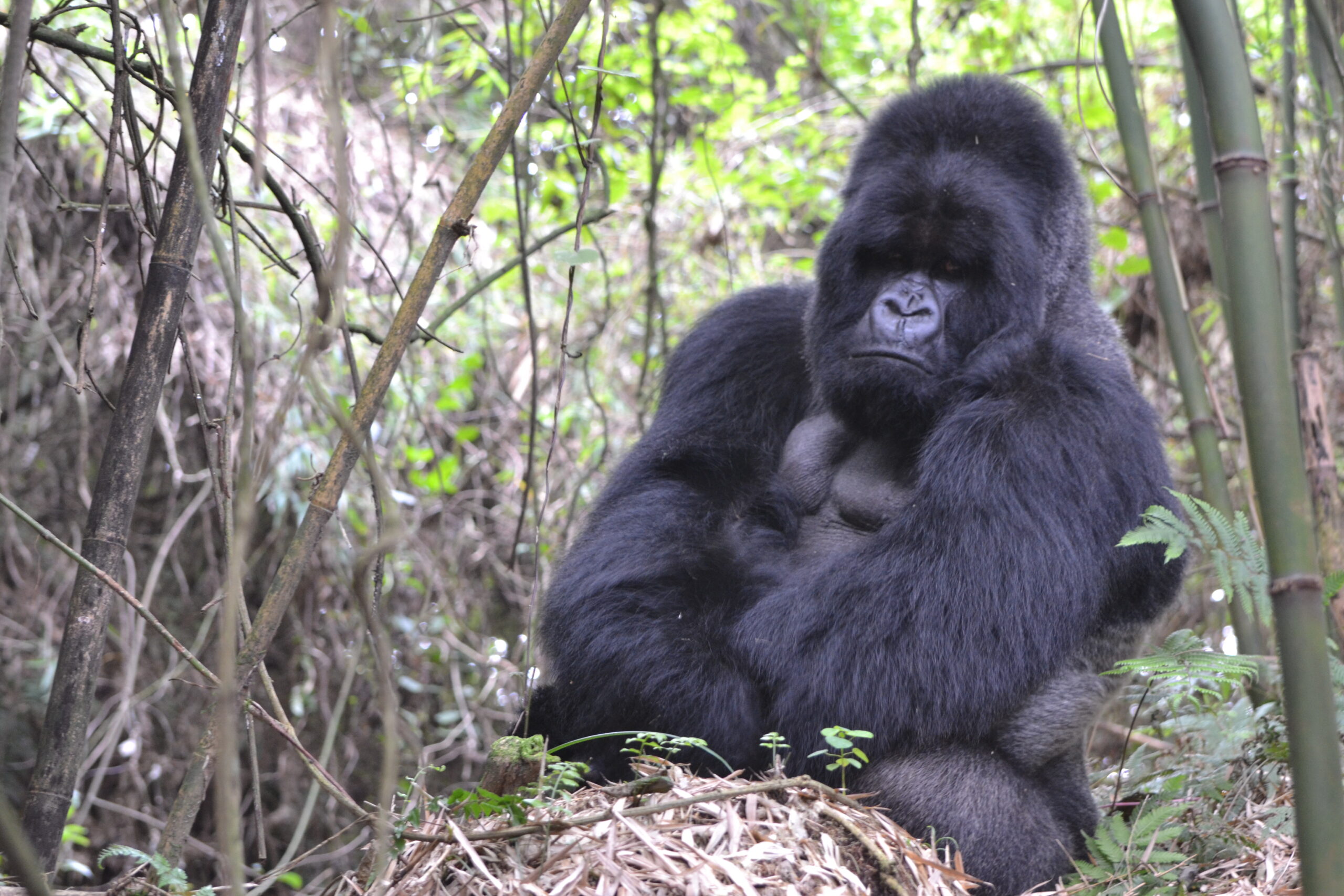 130611- Munyinya – Hirwa group- JFK