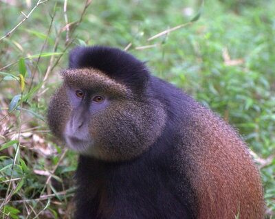 131116- Golden monkey( Kabatwa group)- JFKinani-011