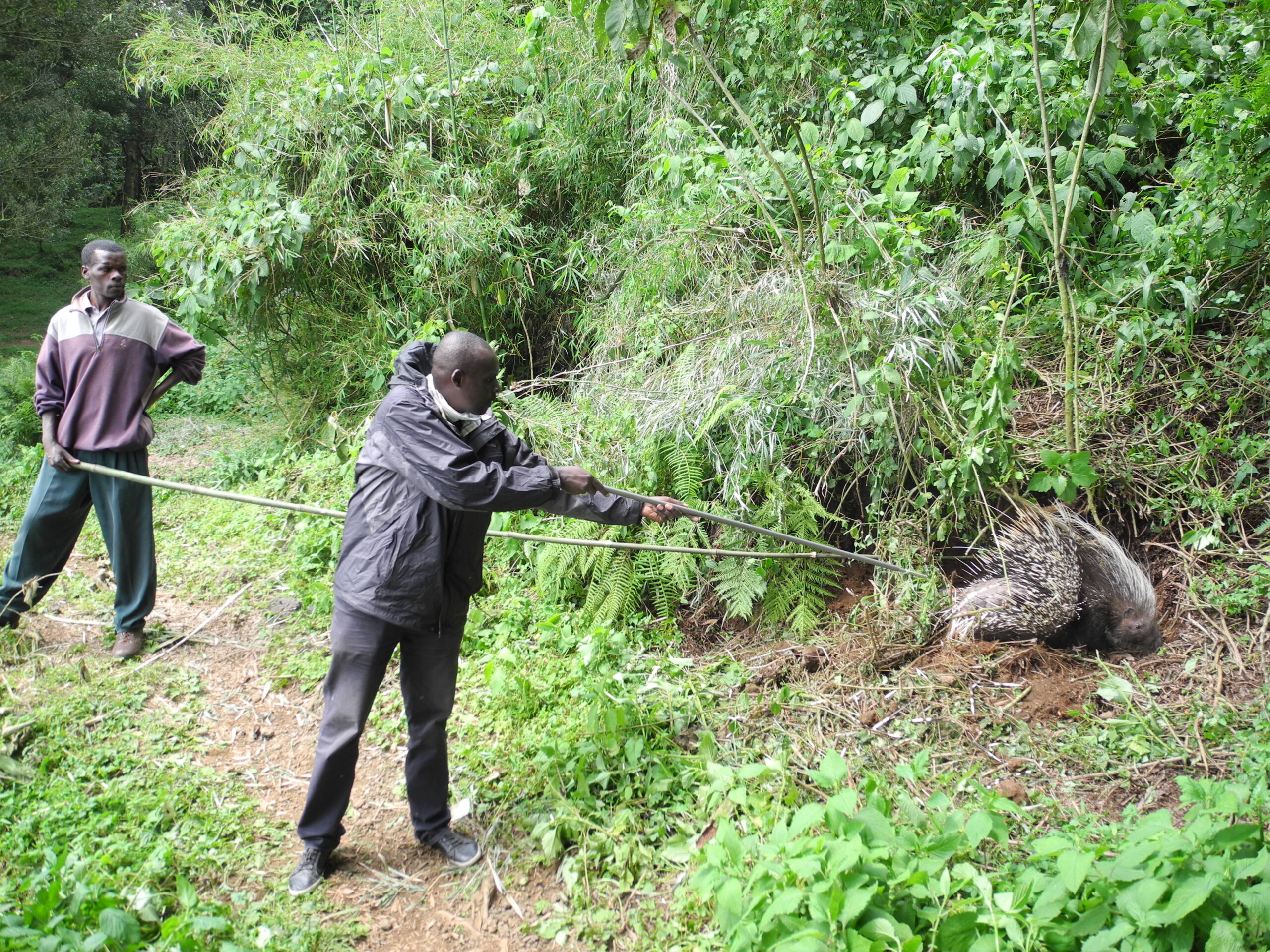 140108- Porcupine snare removal- JFKinani 1