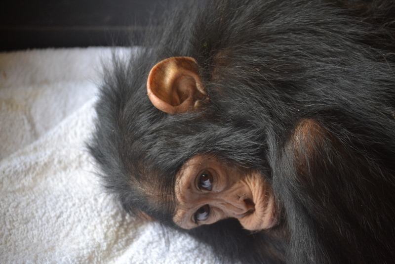 141116- Captive cbaby chimpanzee, Gisenyi- JFKinani-011