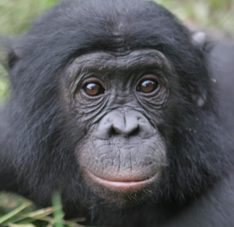 Lomami National Park