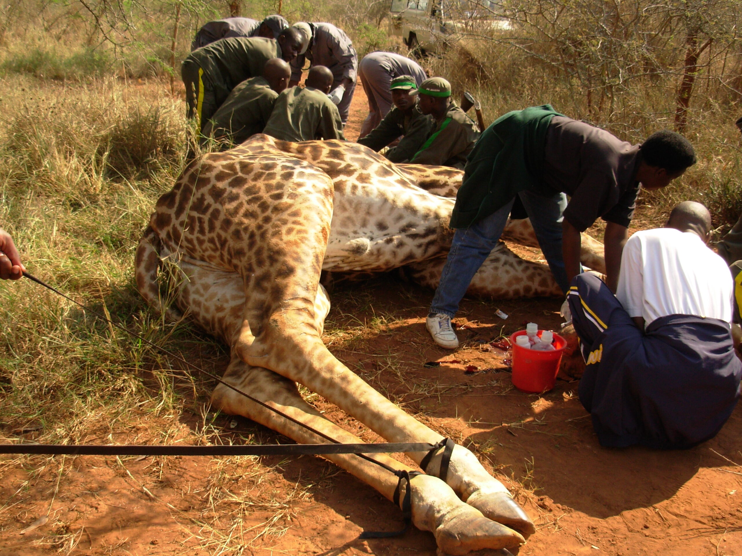 Cleaning the wound- Giraffe in Akagera with Dr Antoine Mudakikwa