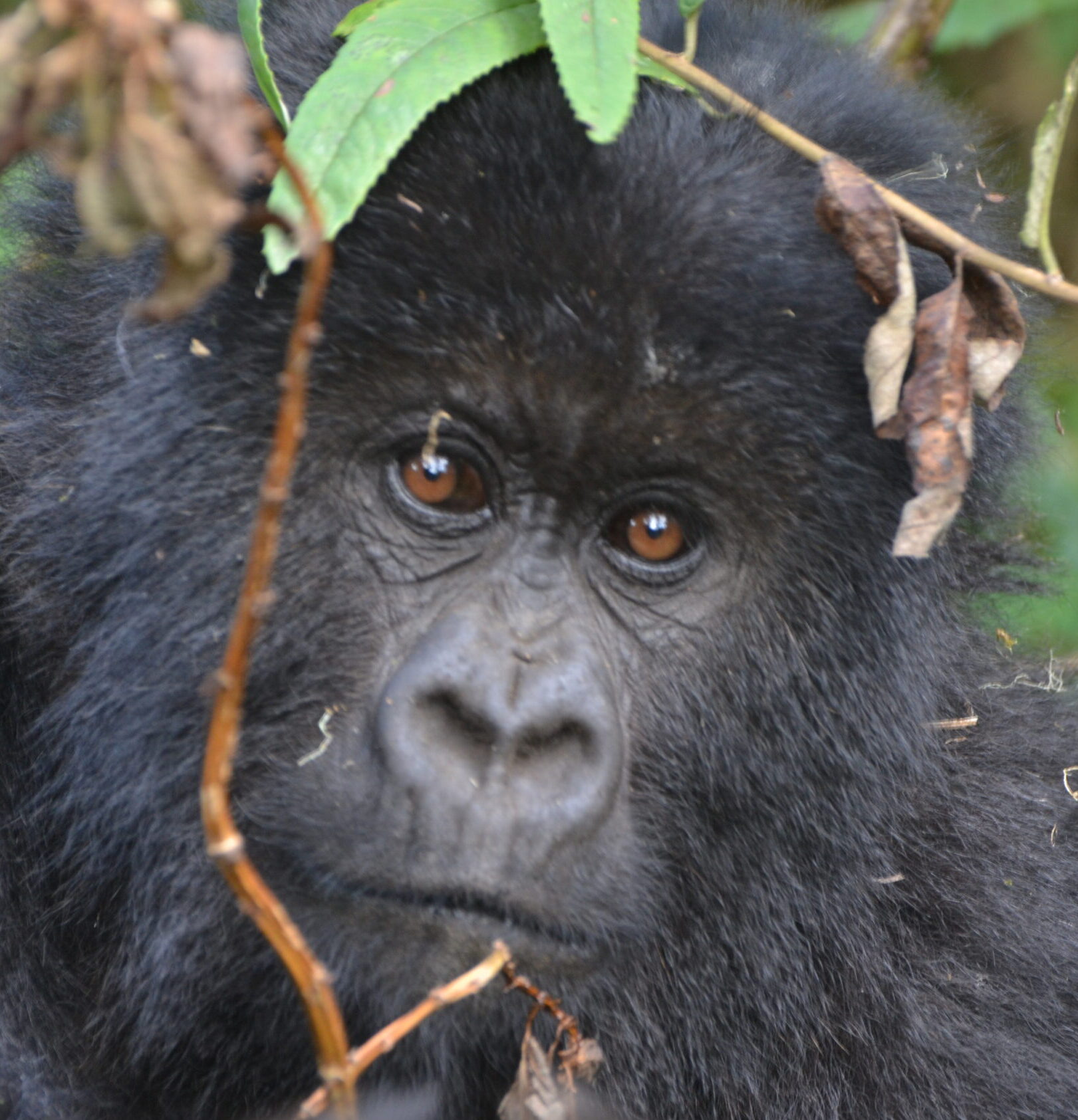 Virunga Massif (Mountain gorilla)