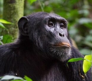 Nyungwe-National-Park