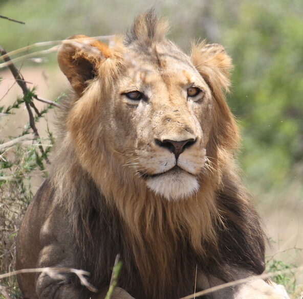 Akagera National Park