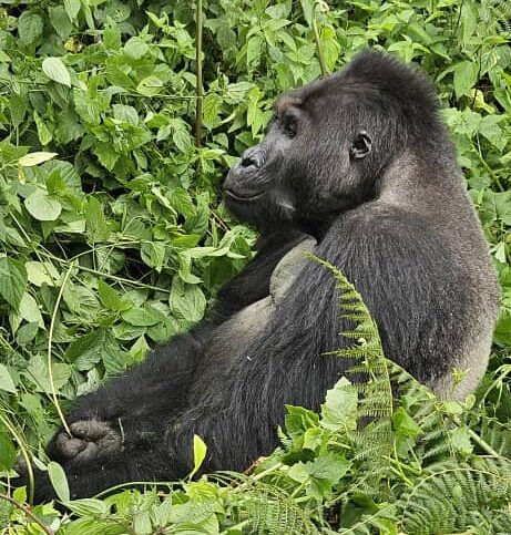 Kahuzi Biega (Lowland gorilla)