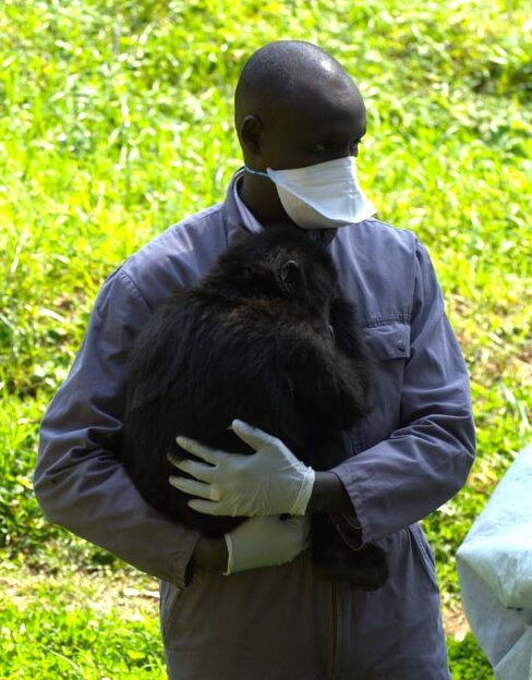 Captive gorilla care