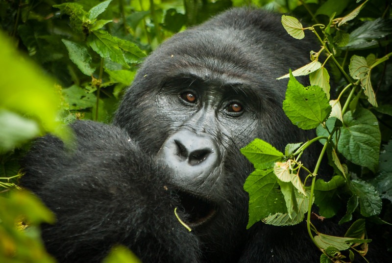 Bwindi Forest (Mountain gorilla)