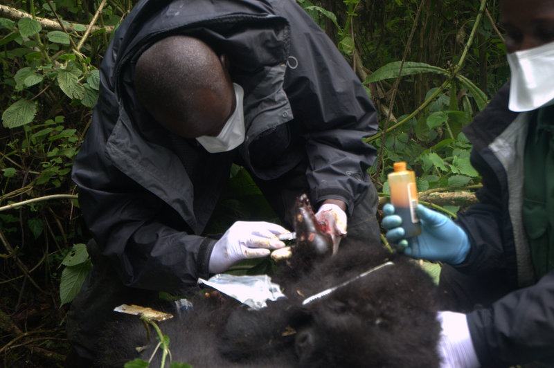 Mountain gorilla health care with the management of Captives wildlife animals (gorilla, chimpanzee and monkeys, …)