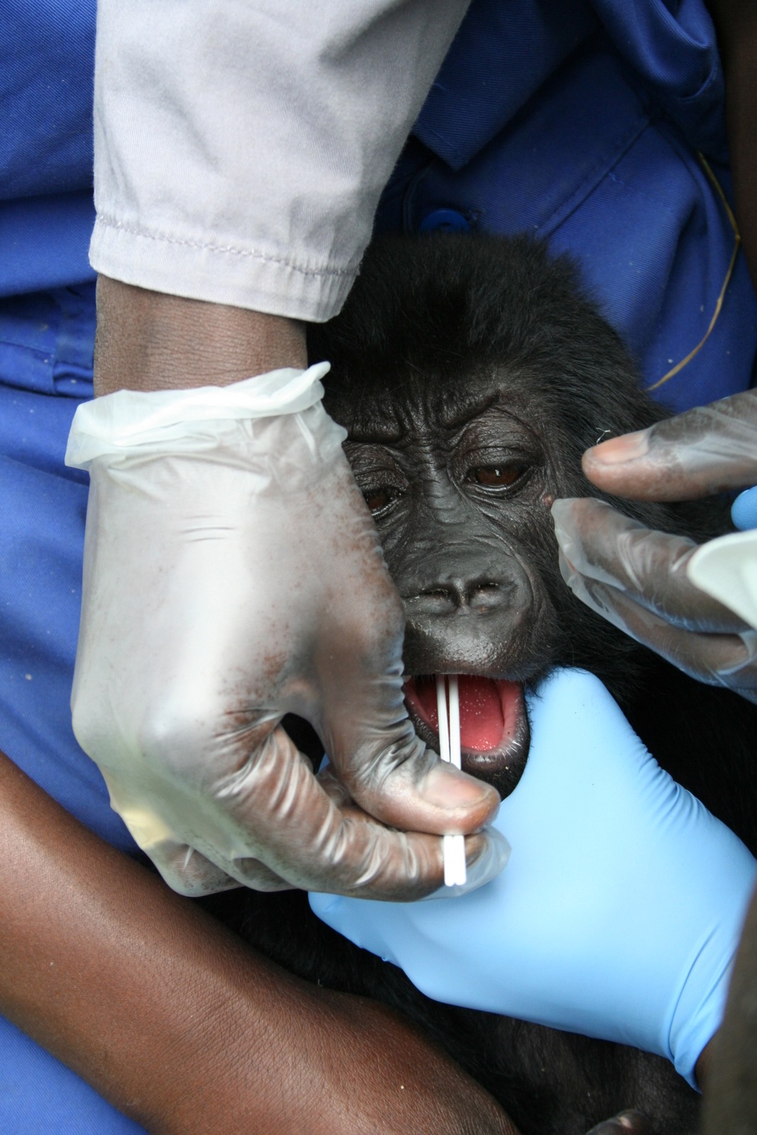 Gorilla intervention