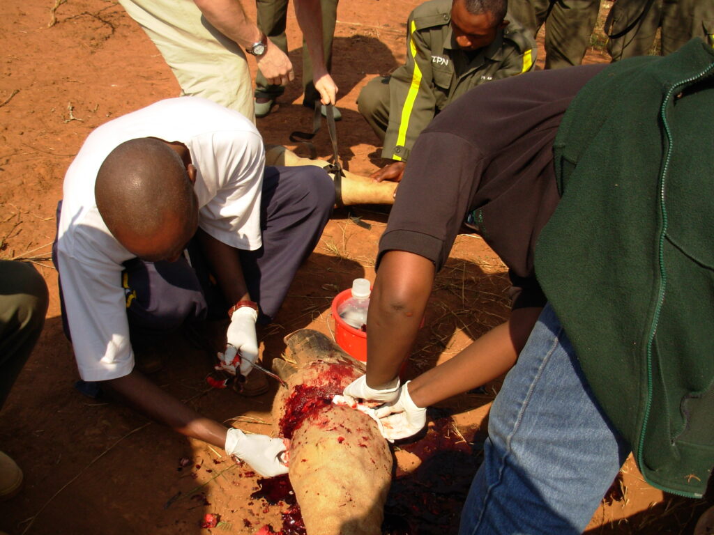 Cleaning the wound Dr Antoine Mudakikwa and Elizabeth Nyirakaragire (RDB)- Giraffe in Akagera