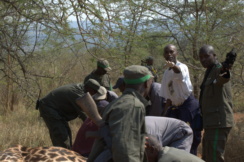 Coordination with RDB led by Drs Mudakikwa, Jean Felix and Elisabeth- Giraffe in Akagera